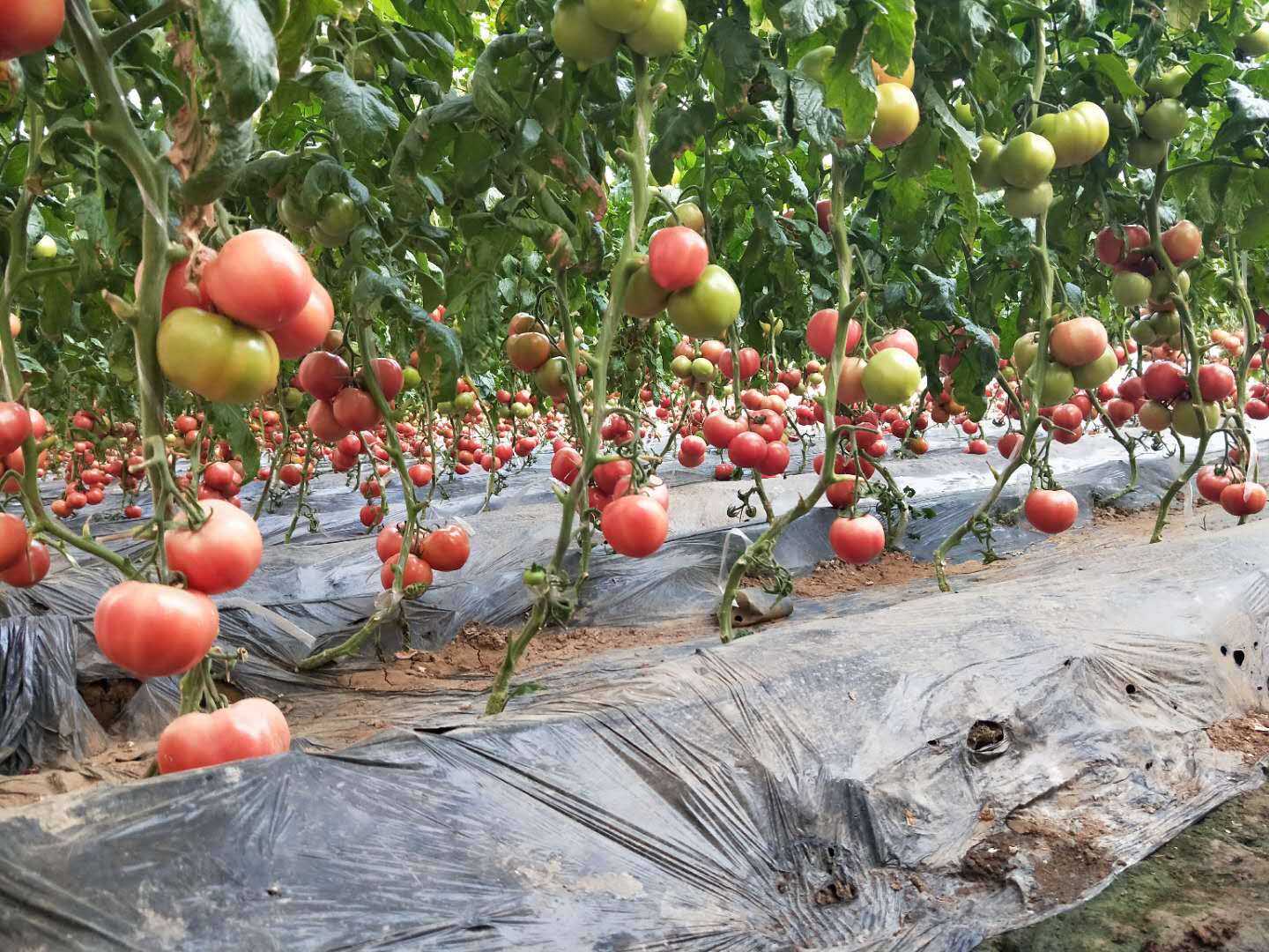 西红柿大棚.jpg